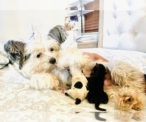 Mother of the Yorkshire Terrier puppies born on 11/16/2021