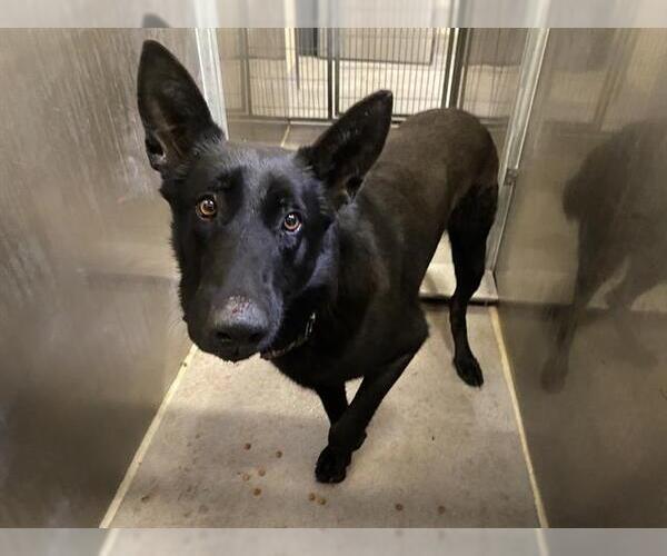 Medium Photo #1 German Shepherd Dog Puppy For Sale in Modesto, CA, USA