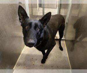 German Shepherd Dog Dogs for adoption in Modesto, CA, USA