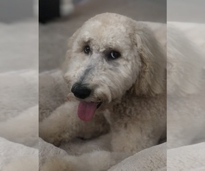 Goldendoodle Puppy for sale in KINGWOOD, TX, USA