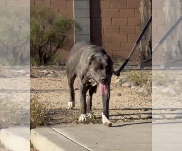Medium Photo #4 Mutt Puppy For Sale in Goodyear, AZ, USA