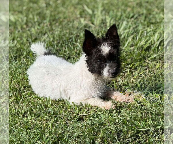 Medium Photo #6 Skye Terrier Puppy For Sale in Valrico, FL, USA