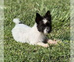 Small #5 Skye Terrier