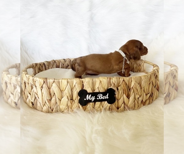 Medium Photo #3 Dachshund Puppy For Sale in DAVIS, CA, USA
