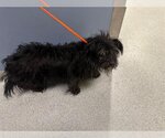 Small Photo #1 Cairn Terrier Puppy For Sale in Orange, CA, USA
