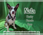 Small #2 Siberian Husky Mix