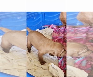 Vizsla Puppy for sale in ARLINGTON, TX, USA