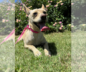 Crackle - Female Chihuahua-Unknown Mix Dog for Adoption - Photo #2