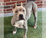 Small American Pit Bull Terrier