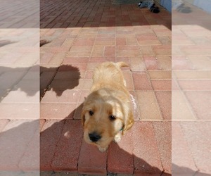 Golden Retriever Puppy for sale in PEORIA, AZ, USA