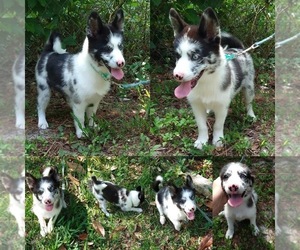 Pomsky Puppy for sale in ORANGE PARK, FL, USA