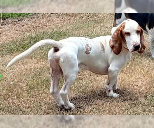 Medium Photo #3 Basset Hound Puppy For Sale in Deepwater, NJ, USA