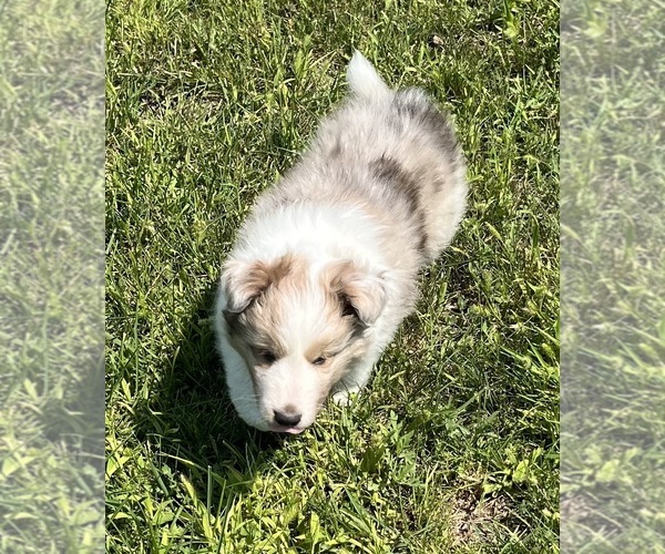 Medium Photo #10 Shetland Sheepdog Puppy For Sale in FORT MORGAN, CO, USA