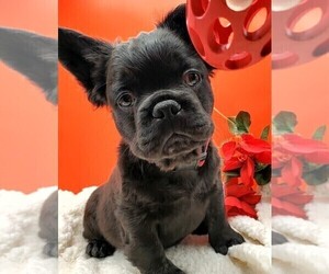 French Bulldog Puppy for sale in BOSTON, KY, USA