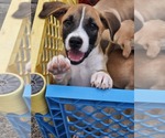 Small Chihuahua-Labrador Retriever Mix