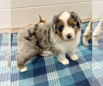 Small #1 Miniature Australian Shepherd