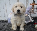 Small Photo #1 English Cream Golden Retriever Puppy For Sale in HONEY BROOK, PA, USA
