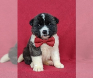 Akita Puppy for sale in PARADISE, PA, USA