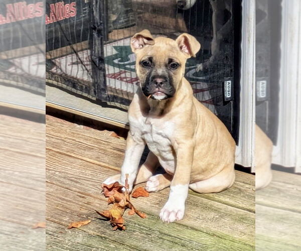 Medium Photo #11 Mutt Puppy For Sale in Mooresville, NC, USA