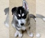 Small Photo #8 Siberian Husky Puppy For Sale in MORGANTOWN, IN, USA
