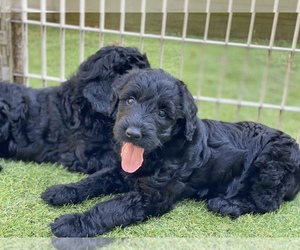 Schnoodle (Giant) Puppy for sale in DURHAM, NC, USA