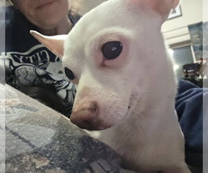 Buddy - Male Chihuahua Dog for Adoption - Photo #3