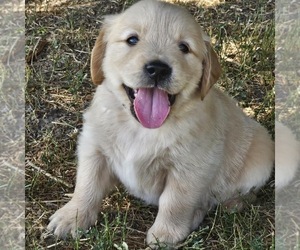 Golden Retriever Puppy for sale in OGDEN, UT, USA