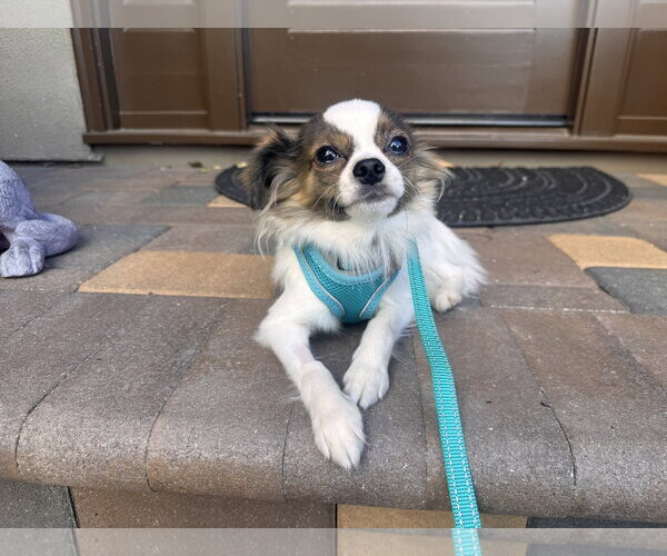 Medium Photo #7 Chion Puppy For Sale in Santa Clara, CA, USA