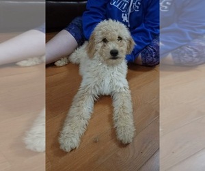 Goldendoodle (Miniature) Puppy for sale in LOUISVILLE, KY, USA