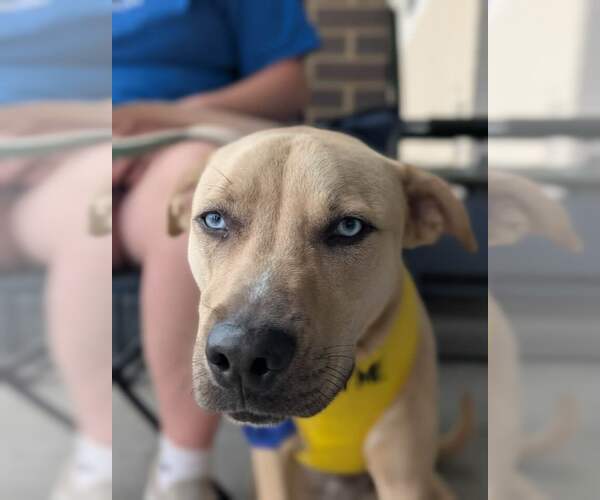 Medium Photo #3 Siberian Husky-Unknown Mix Puppy For Sale in White Bluff, TN, USA