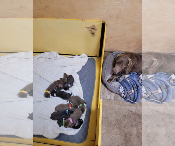 Medium Photo #5 Labrador Retriever Puppy For Sale in Sequim, WA, USA