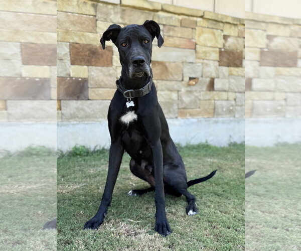 Medium Photo #1 Great Dane Puppy For Sale in PIPE CREEK, TX, USA