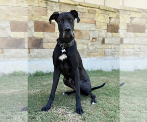 Great Dane Dogs for adoption in PIPE CREEK, TX, USA