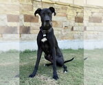 Small Great Dane