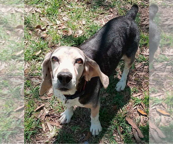 Medium Photo #6 Beagle Puppy For Sale in Dunnellon, FL, USA