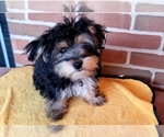 Small Photo #3 Morkie Puppy For Sale in YPSILANTI, MI, USA