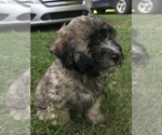 Small Photo #4 Poodle (Miniature) Puppy For Sale in STANTON, MI, USA