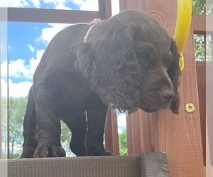 Boykin Spaniel Puppy for sale in MILLSTADT, IL, USA