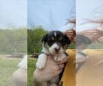 Small Photo #1 Pembroke Welsh Corgi Puppy For Sale in BARBOURVILLE, KY, USA