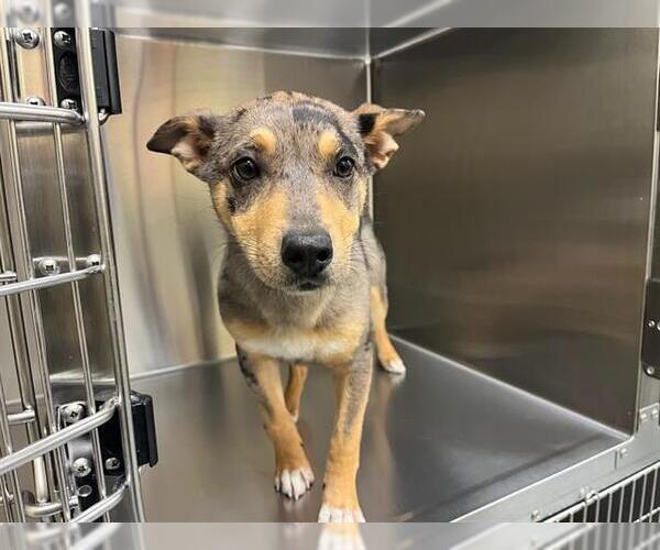 Medium Photo #1 Catahoula Leopard Dog-Unknown Mix Puppy For Sale in Orange, CA, USA