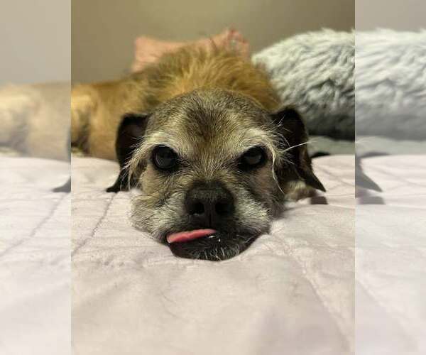 Medium Photo #9 Mutt Puppy For Sale in Phoenix, AZ, USA