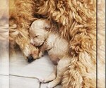 Small Photo #7 Goldendoodle Puppy For Sale in CONWAY, SC, USA
