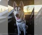 Small #10 Huskies  Mix