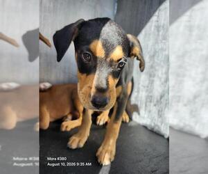 Mutt Dogs for adoption in San Antonio, TX, USA