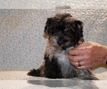 Small #19 Yorkiepoo mix (+ Poodle Toy)