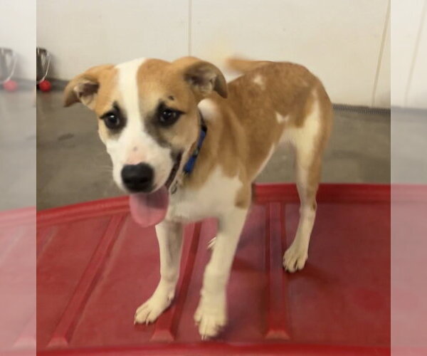 Medium Photo #2 Canadian Eskimo Dog-Unknown Mix Puppy For Sale in Williamsburg, IA, USA