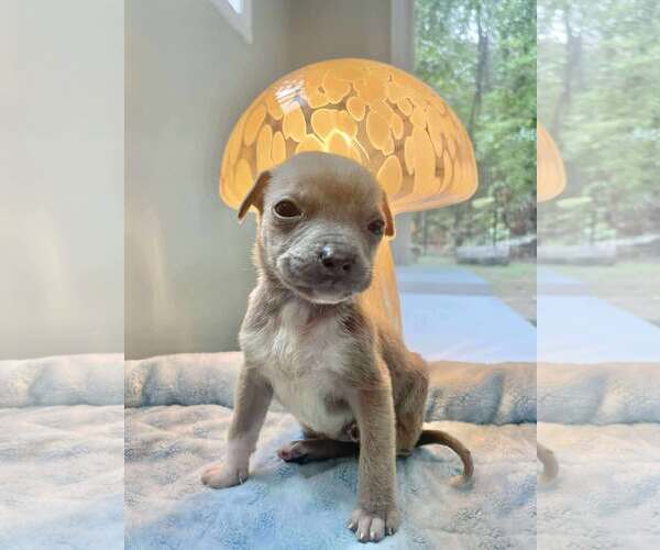 Medium Photo #1 American Pit Bull Terrier-Unknown Mix Puppy For Sale in Spring Lake, NC, USA