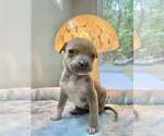 Small American Pit Bull Terrier Mix