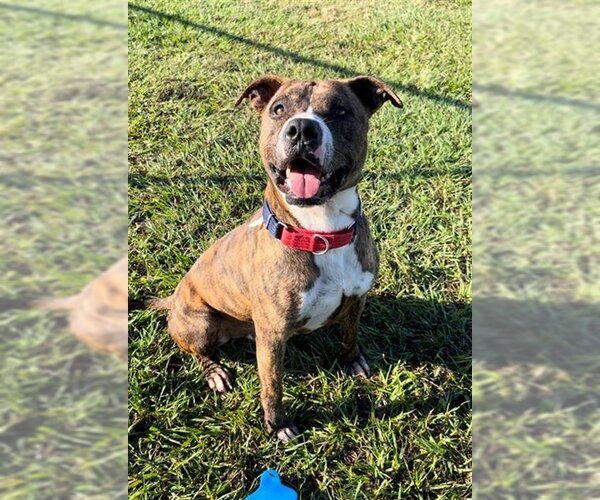 Medium Photo #2 Boxer-Unknown Mix Puppy For Sale in Rosenberg, TX, USA