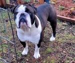 Small Photo #1 Olde English Bulldogge Puppy For Sale in ATHOL, ID, USA